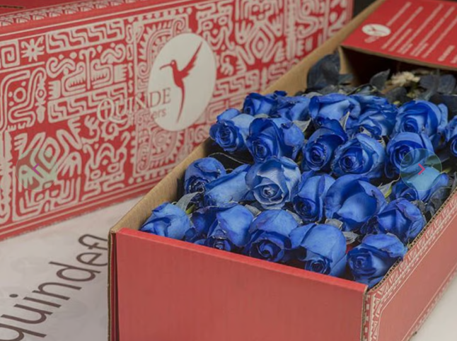 GALAPAGOS ROSES Dyed Blue Roses