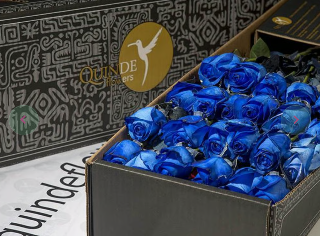 GALAPAGOS ROSES Dyed Blue Roses