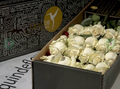WHITE QUEEN ROSES White Roses