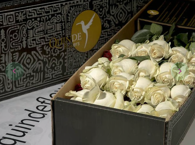 WHITE QUEEN ROSES White Roses