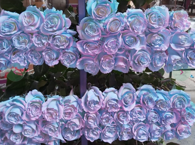 BLUE SKY Dyed Baby Blue Roses