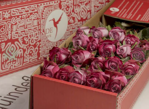 CHEERS ROSES Lavander Roses