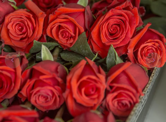 GLAM ROSES Orange Roses