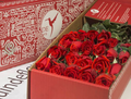 GLAM ROSES Orange Roses