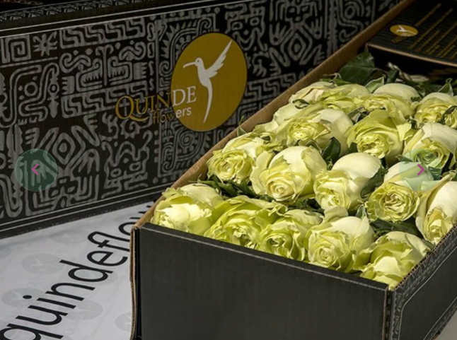 MOJITO ROSES Green Roses