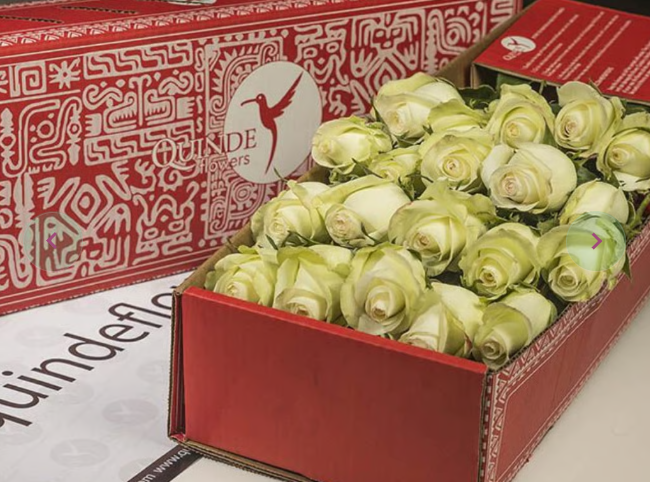 MOJITO ROSES Green Roses