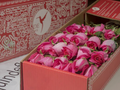 PINK PANTHER ROSES Hot Pink Roses