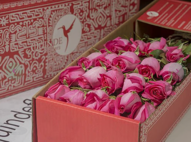 PINK PANTHER ROSES Hot Pink Roses