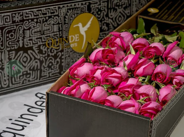 PINK PANTHER ROSES Hot Pink Roses