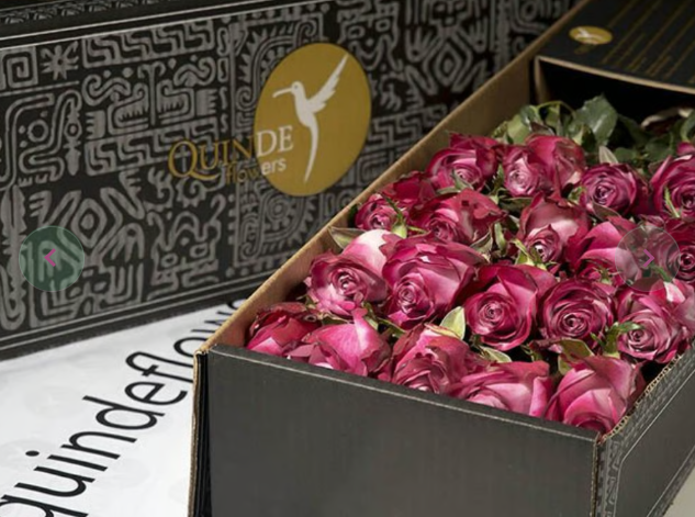 CHEERS ROSES Lavander Roses