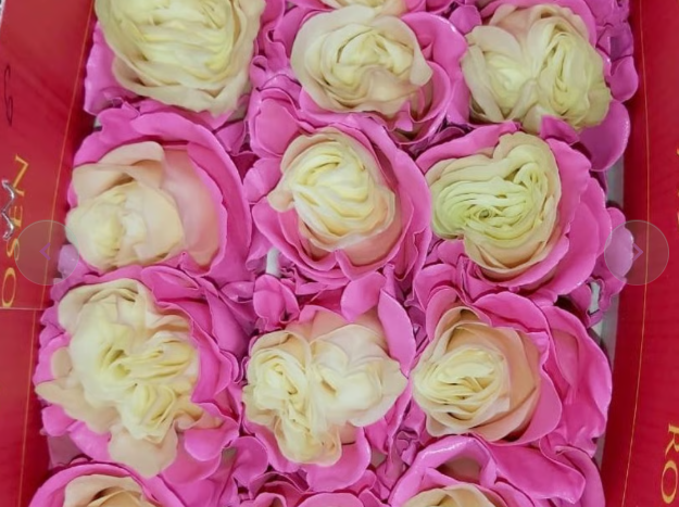 SPIRIT ROSES Dyed Pink Roses