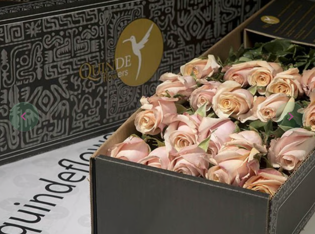 SANTORINI ROSES Peach Roses