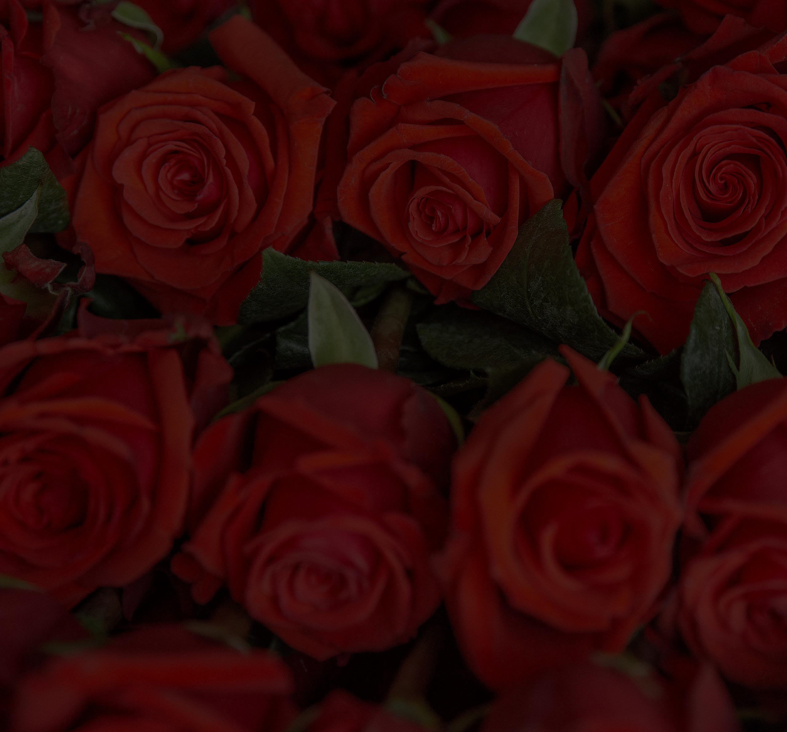 luxury red roses box pack
