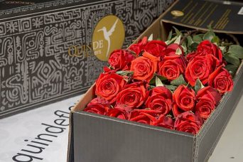 luxury red roses box pack