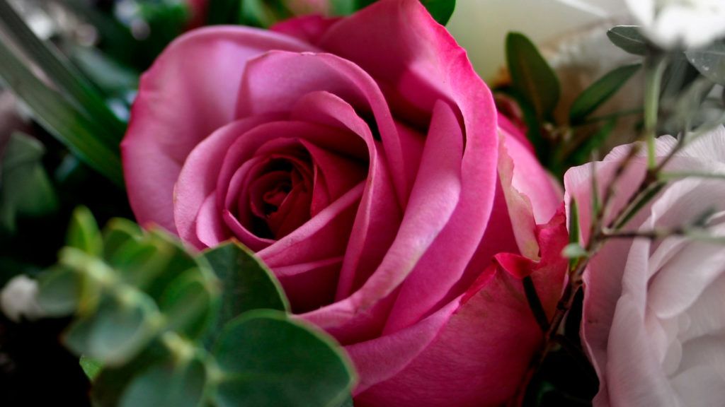 luxury roses box pack