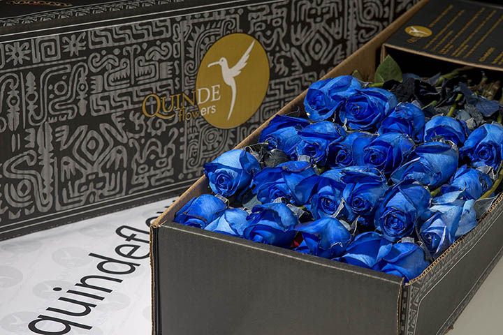 luxury galapagos roses box pack blue