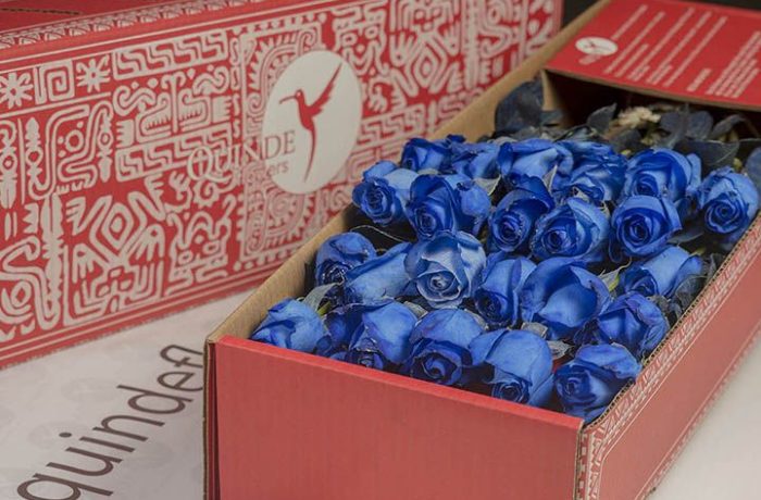 luxury galapagos roses box pack blue