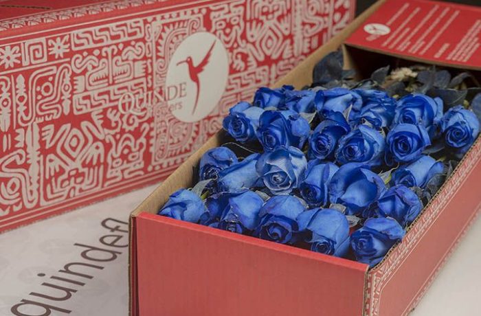 luxury galapagos roses box pack blue