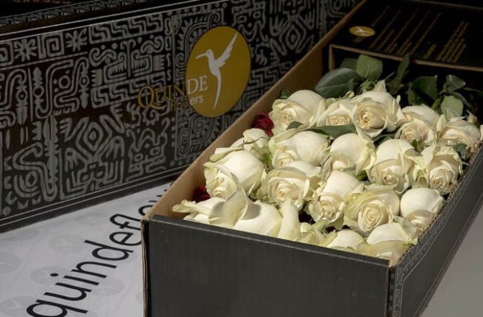 luxury white roses box pack