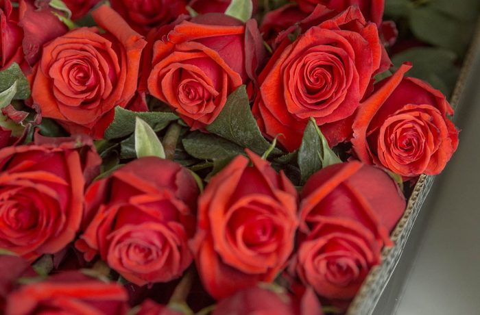 luxury red roses box pack