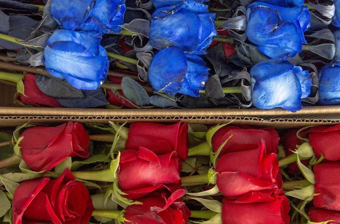 luxury roses box pack