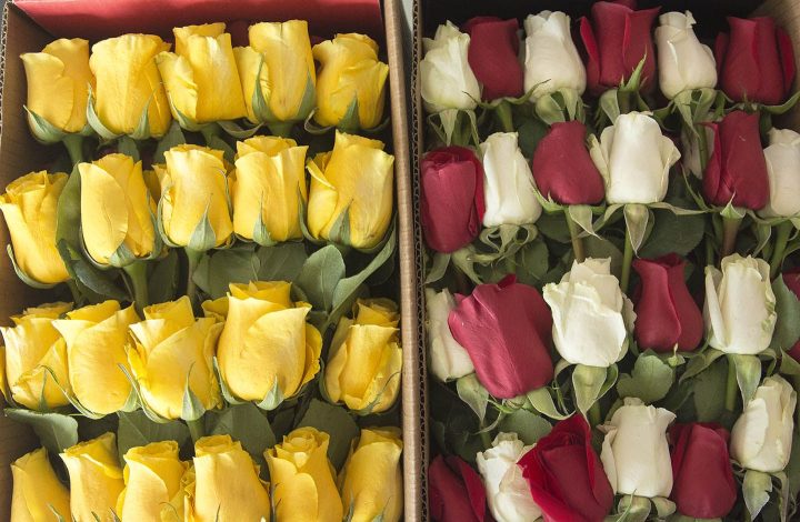 luxury roses box pack