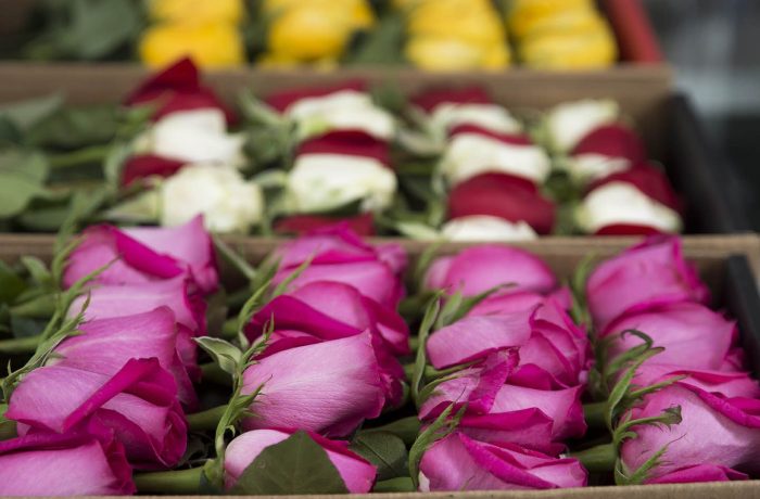 luxury roses box pack