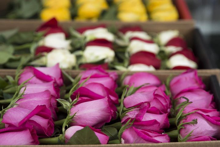 luxury roses box pack