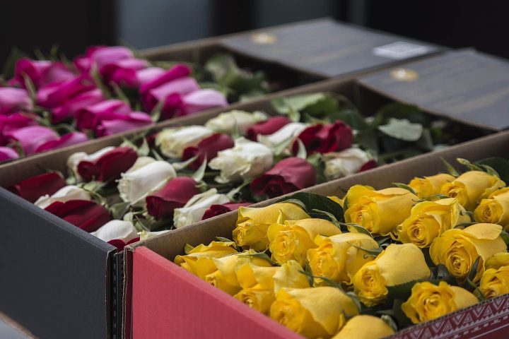 luxury roses box pack