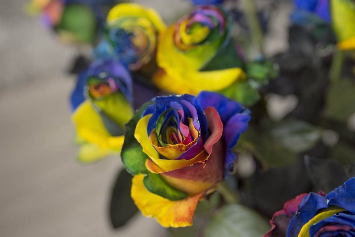 luxury rainbow roses box pack